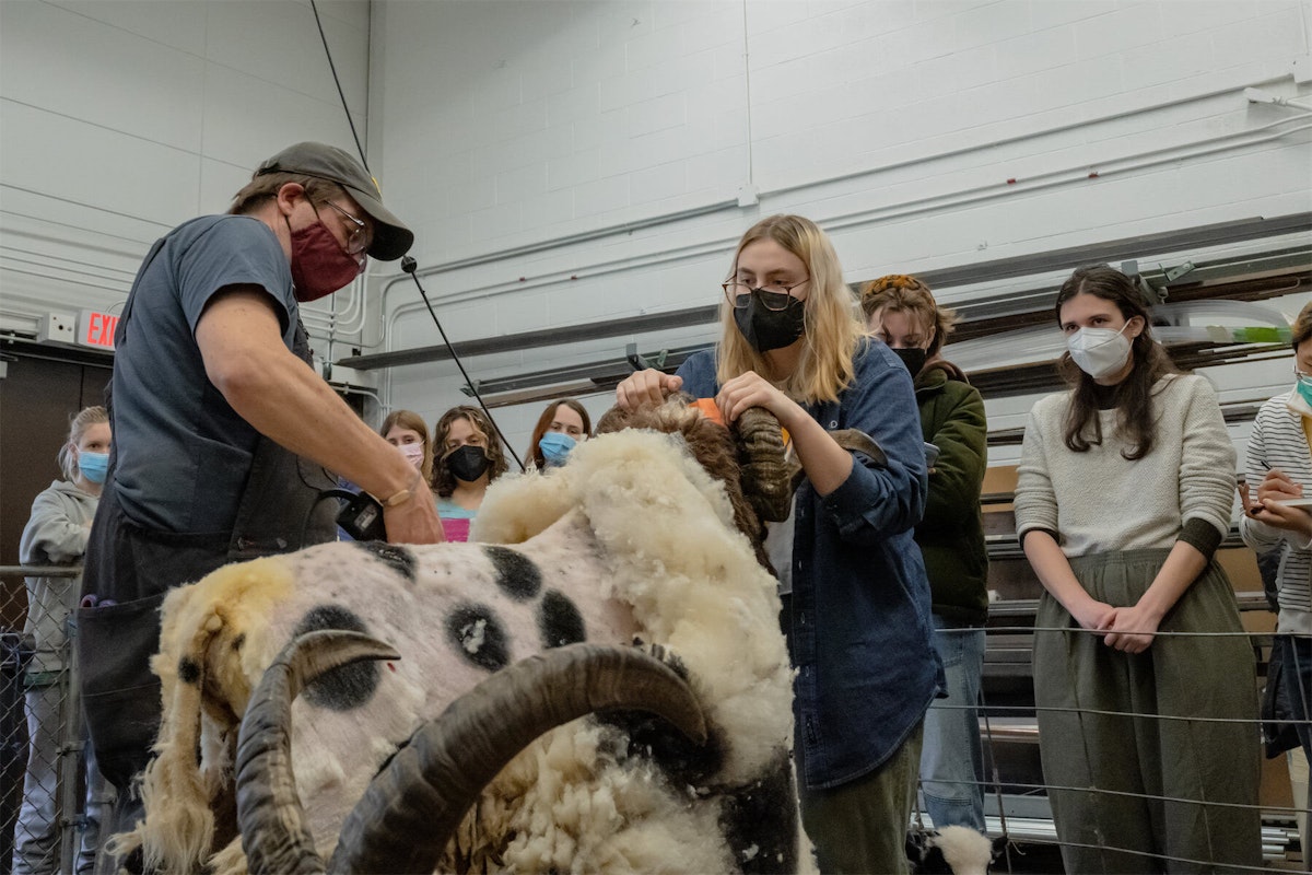 Joe Trumpey shears wool from a sheep in April, 2022